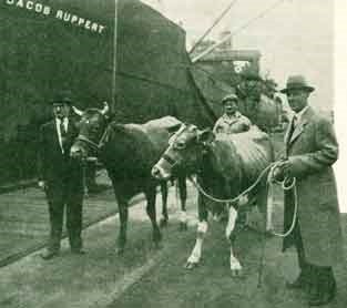 The cows and their handlers beside the Jacob Ruppert before the long voyage.