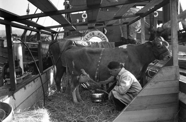 Deerfoot being milked aboard the Jacob Ruppert in 1933, with Southern Girl behind her.