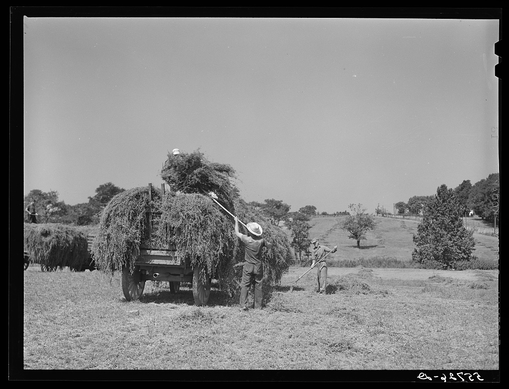 Workers gathering hay in a historic farm photograph. Hay is dried grass saved for animals to eat. This is a period example, not the expedition’s hay.