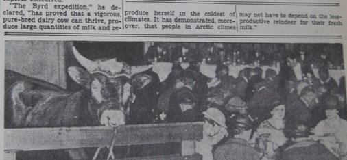 The famous expedition cows made the news! This old clipping shows a cow meeting a crowd.