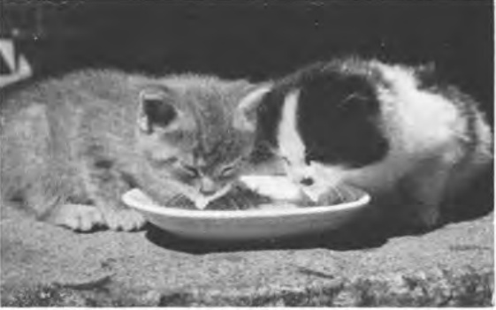 Cats having a meal in an old photograph. These are period examples, not the expedition’s kittens.